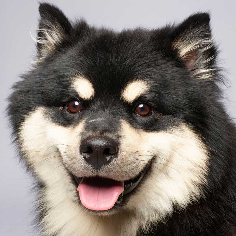 Lumi